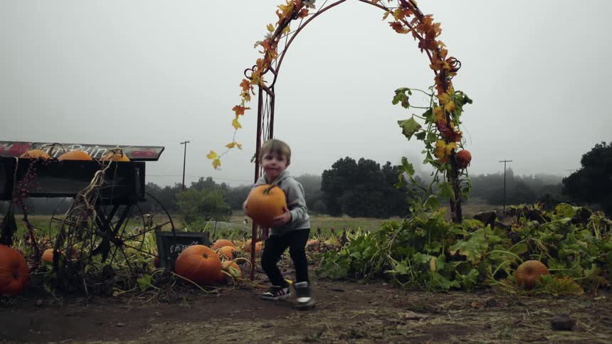 A young boy and girl pick pumpkins at a pumpkin patch