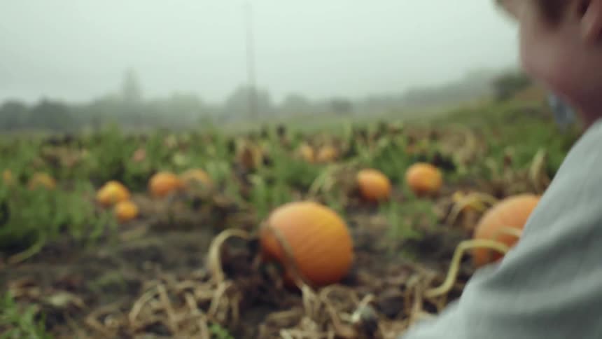 Child touches pumpkins in the field of pumpkins during daylight