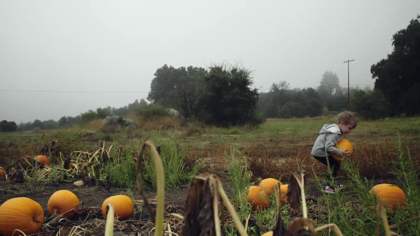 Small boy walks through a field with a squash in his hands