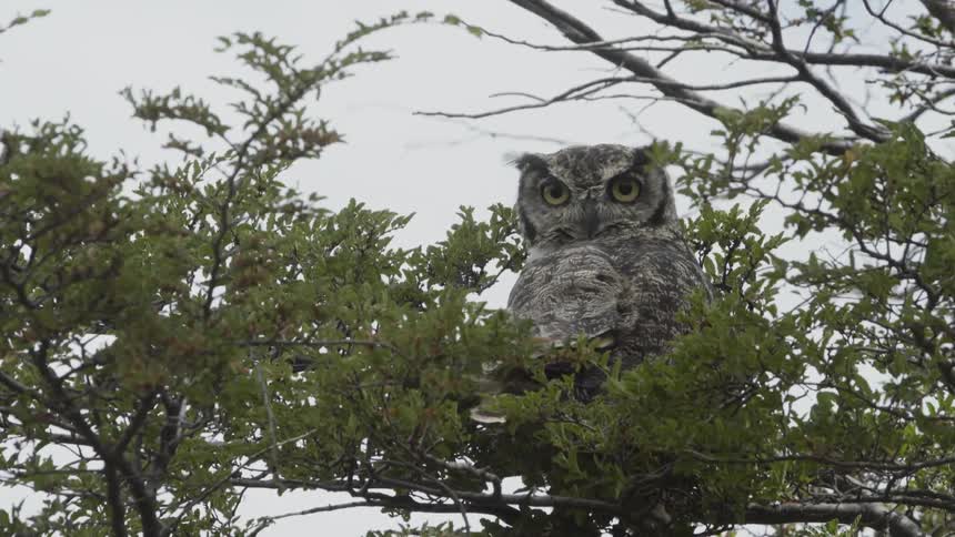 An owl looks around