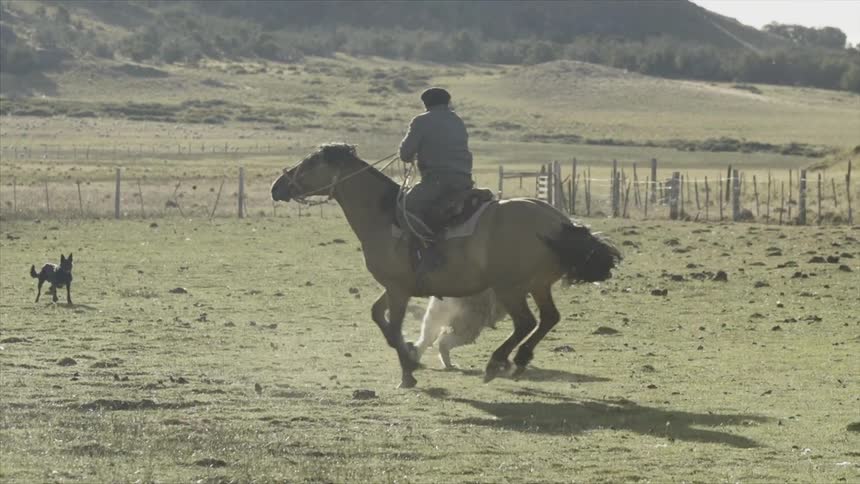 A man chases after a llama with a lasso
