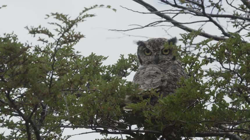 Owl turns his head sits on the branch of a tree on a cloudy day