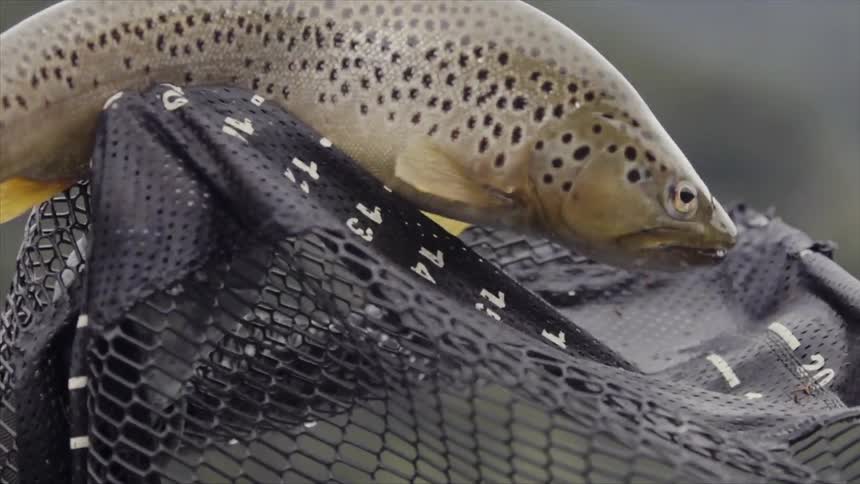 A fish jumps in a net