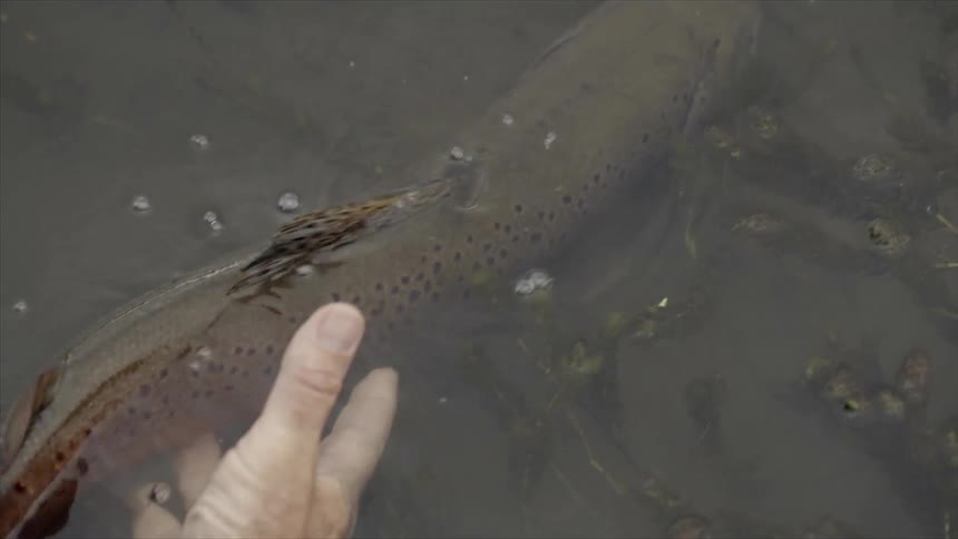 A man releases a speckled fish back into the water