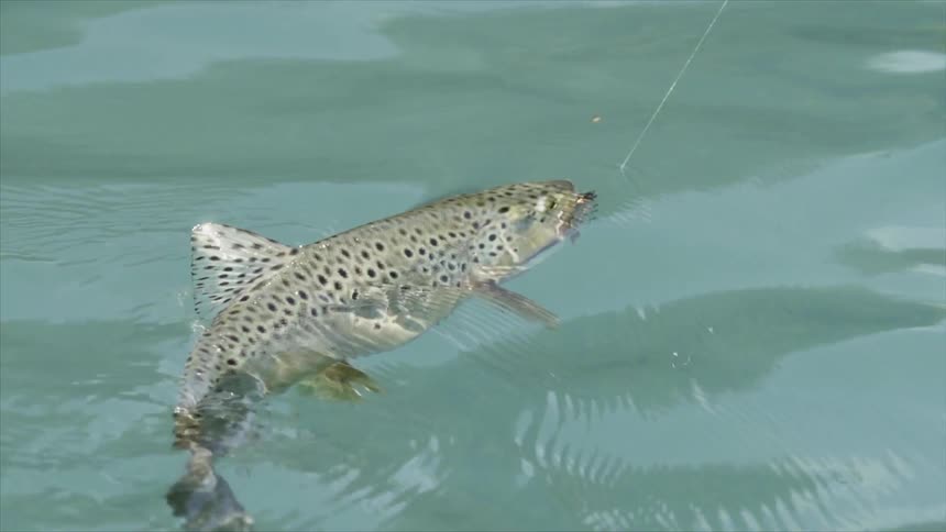 A spotted trout caught on a fishing line