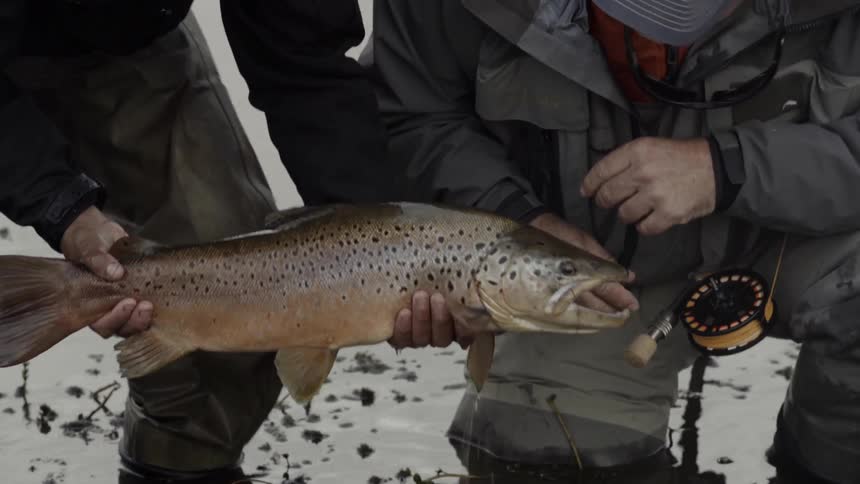 A man picks up a large fish from the water