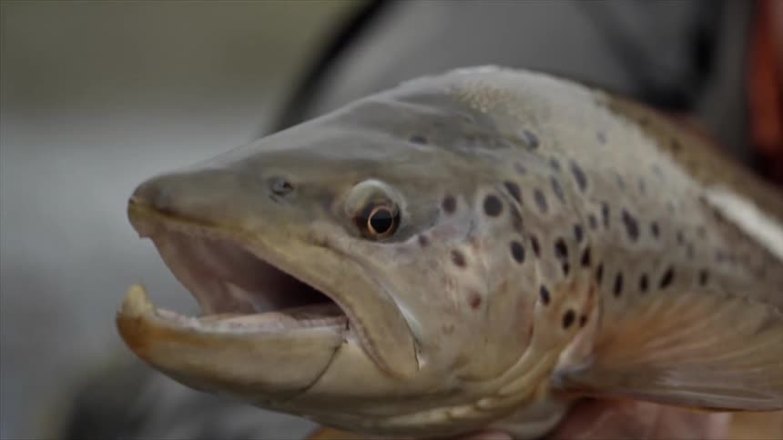 A man holds a just caught fish that repeatedly opens and closes its mouth