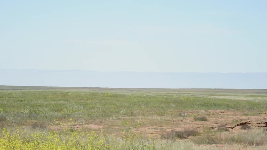 Traveling past grassy flat lands with some flowering brush on a sunny day