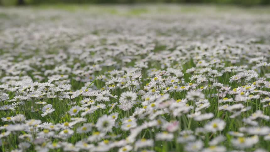 A field is covered with daisies in bloom