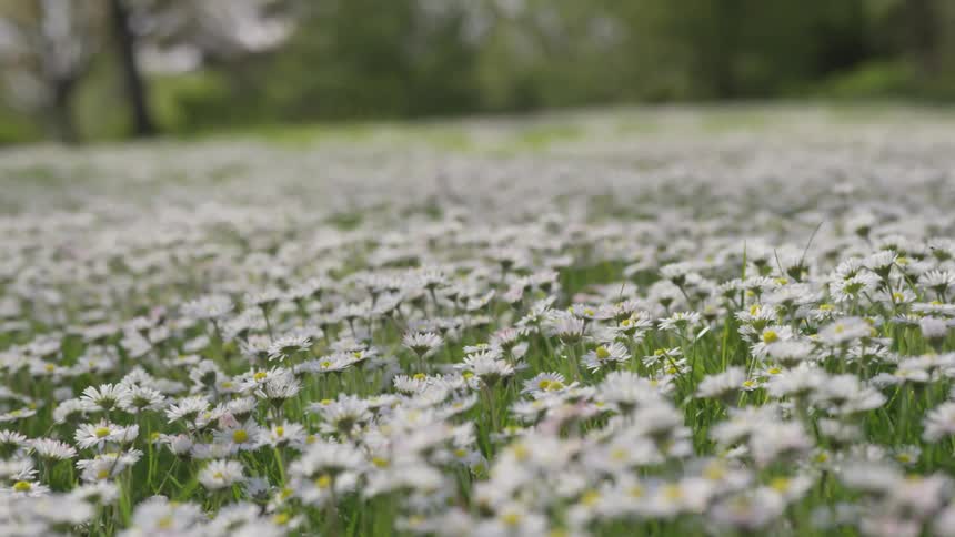 A field of daisies outdoors