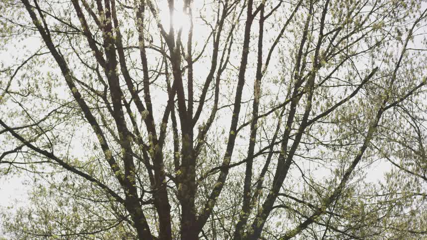 The sun shines down through trees
