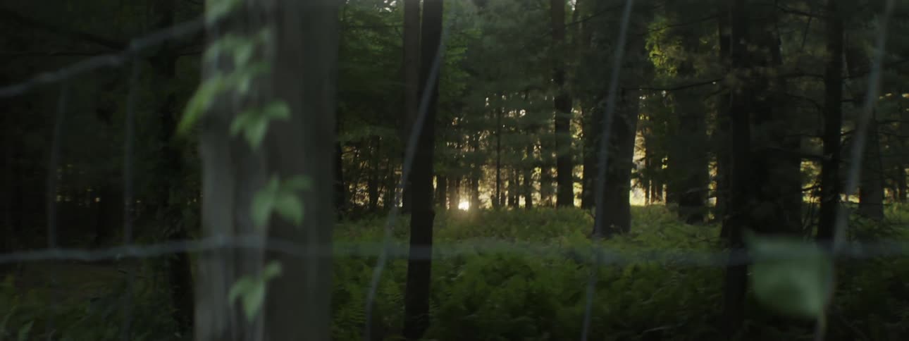 Forest trees stand behind a wire fence