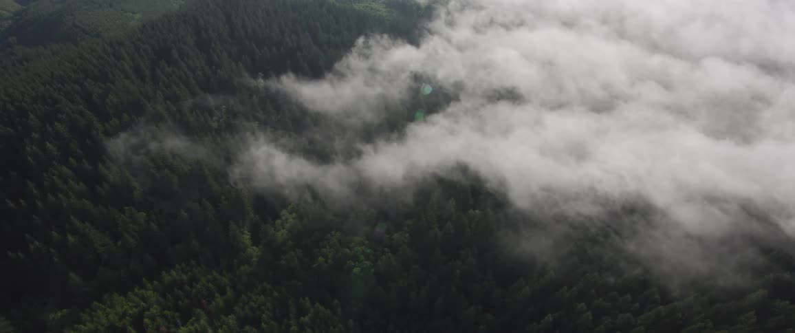 White clouds hang over and cover forest trees on a mountain ridge