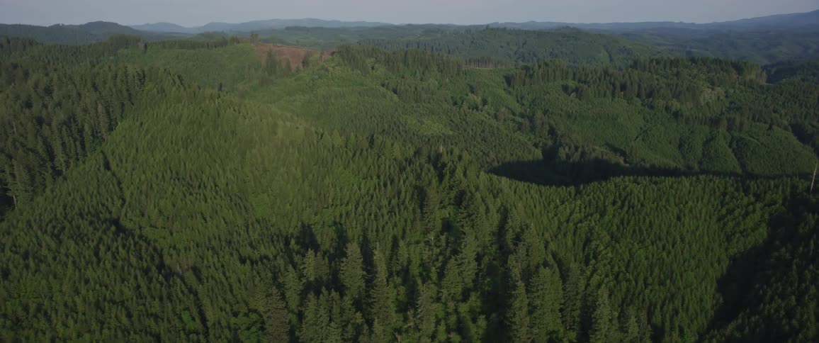 Aerial shot of a vast forest and hills that reach the horizon