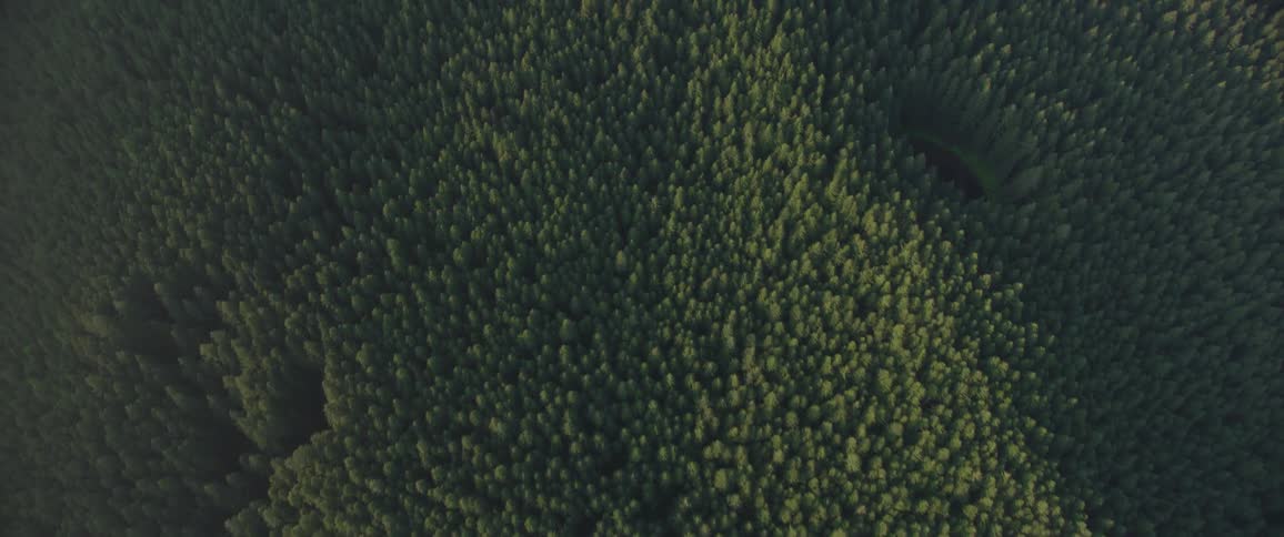 Forest covered mountain