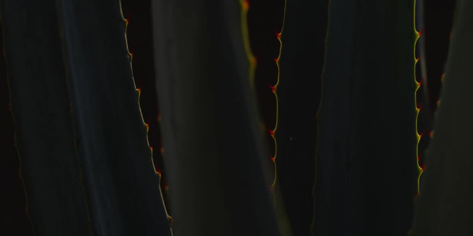 Close up of a spiky leaf