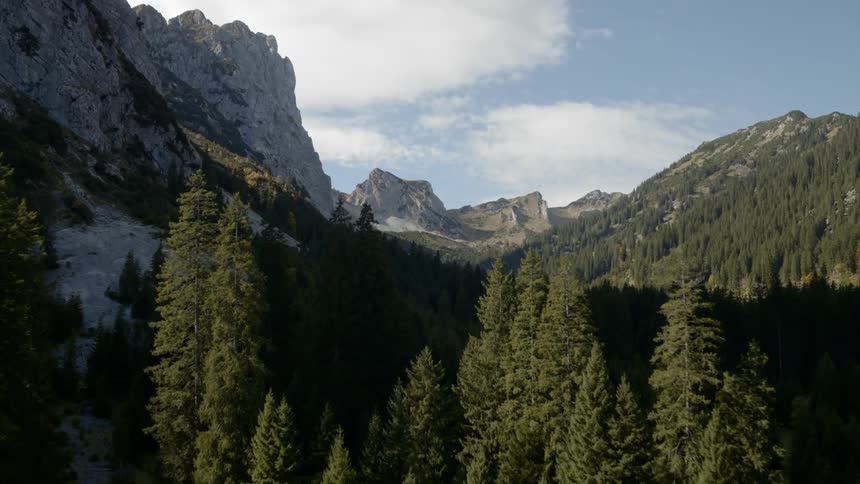 A forest grows on a mountain