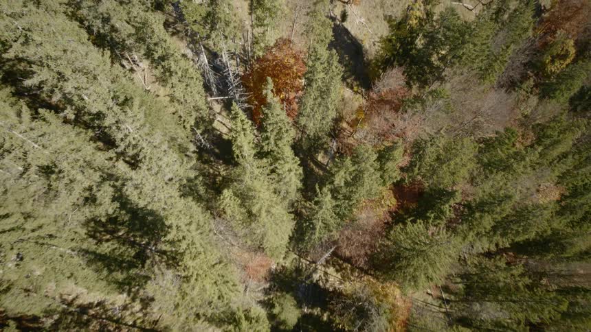An aerial shot of trees in a forest