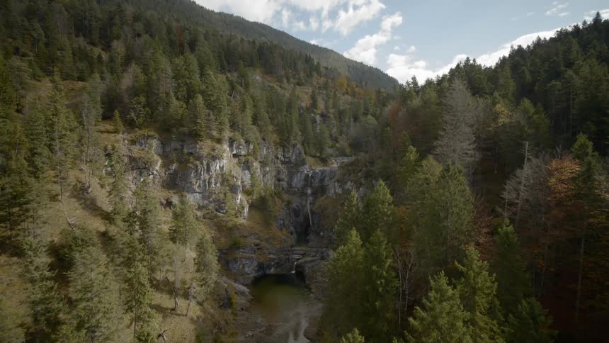 A river flows in a forest