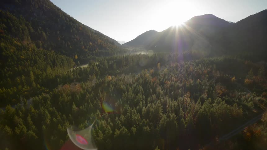 Aerial view of a forest