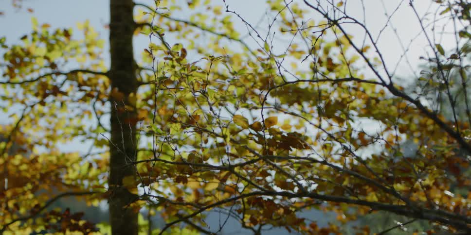 Trees with the leaves changing to the color of fall