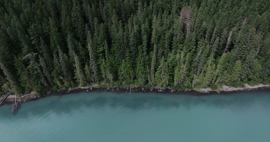 Overhead view of trees and a body of water
