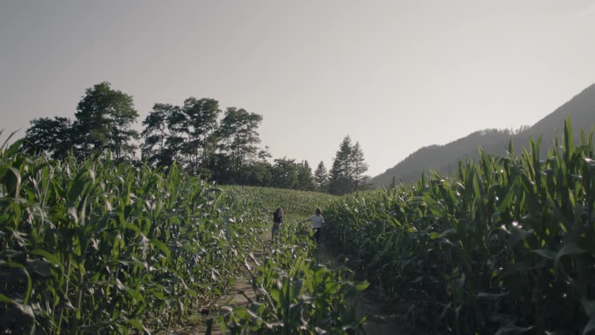 Two people walk through a corn field holding hands