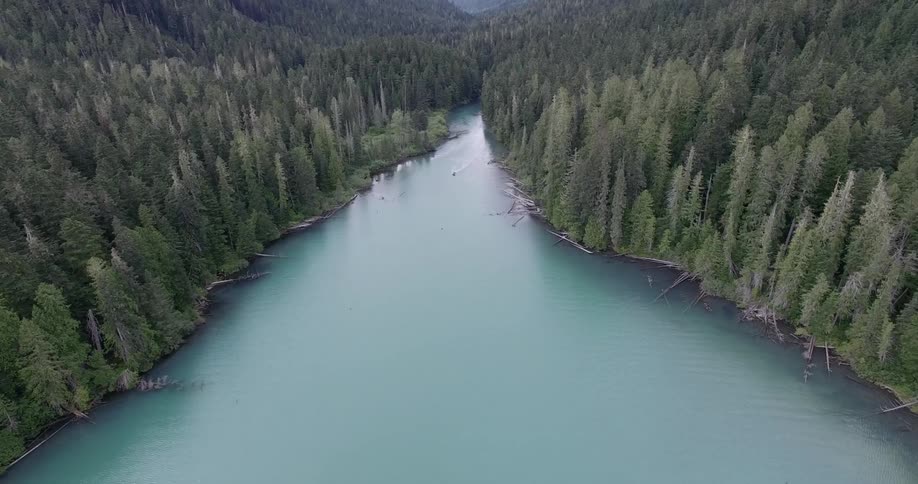 A mountain river shored by a large pine forest