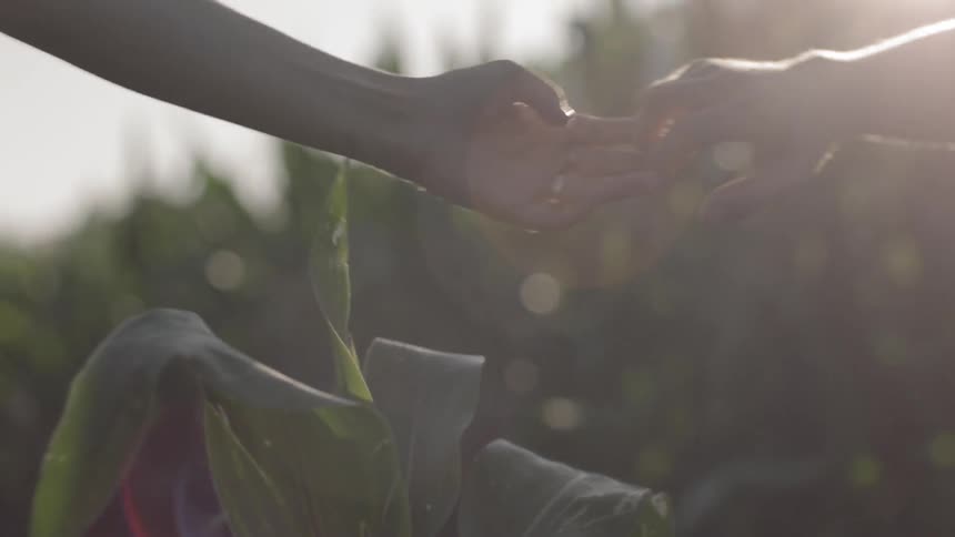 Couple walk holding hands in cornfield