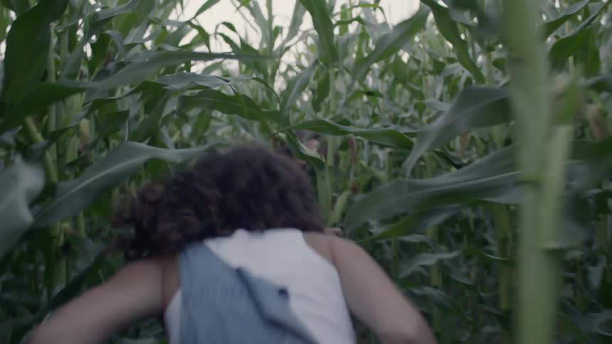 A man is pulling a laughing frolicking female by the hand and into the cornfield