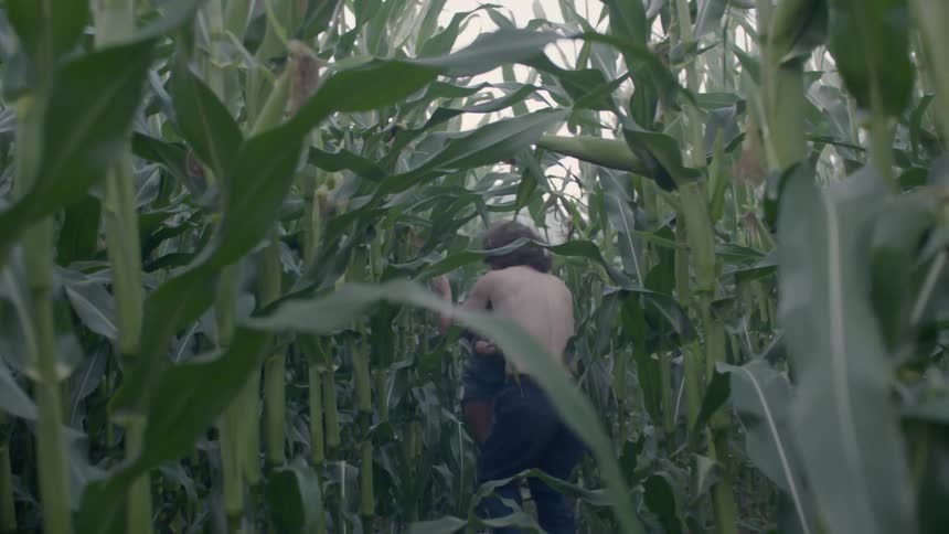 Romantic couple run through a cornfield