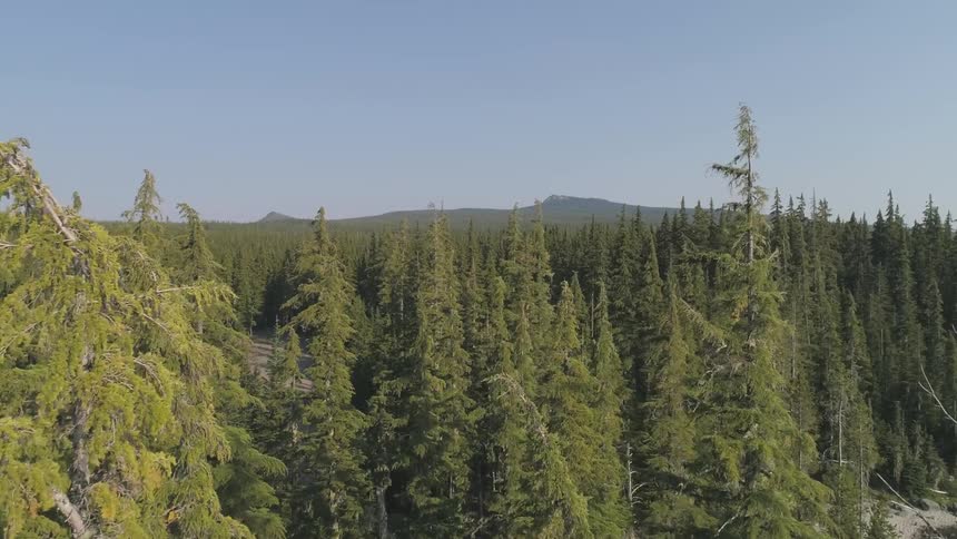A lake and a clearing near a forest