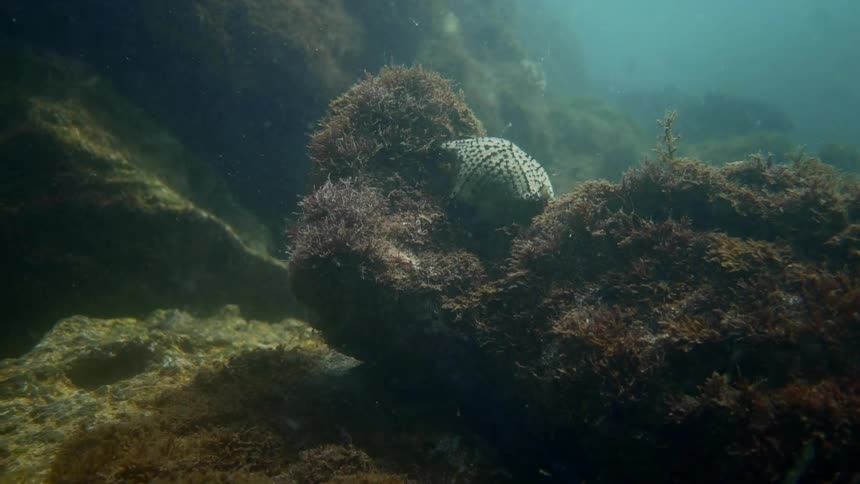 A starfish wrapped around a mossy rock on the seabed
