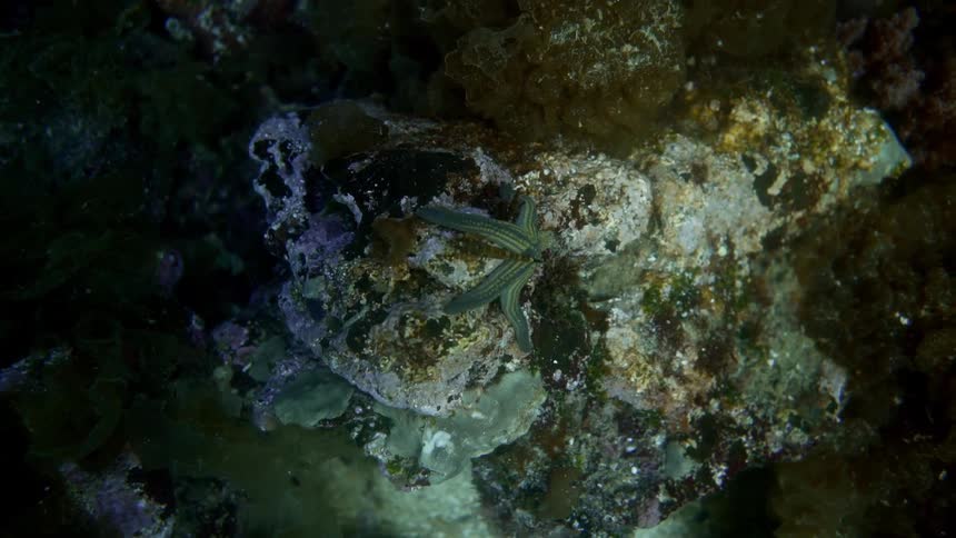 A starfish clings to a rock underwater