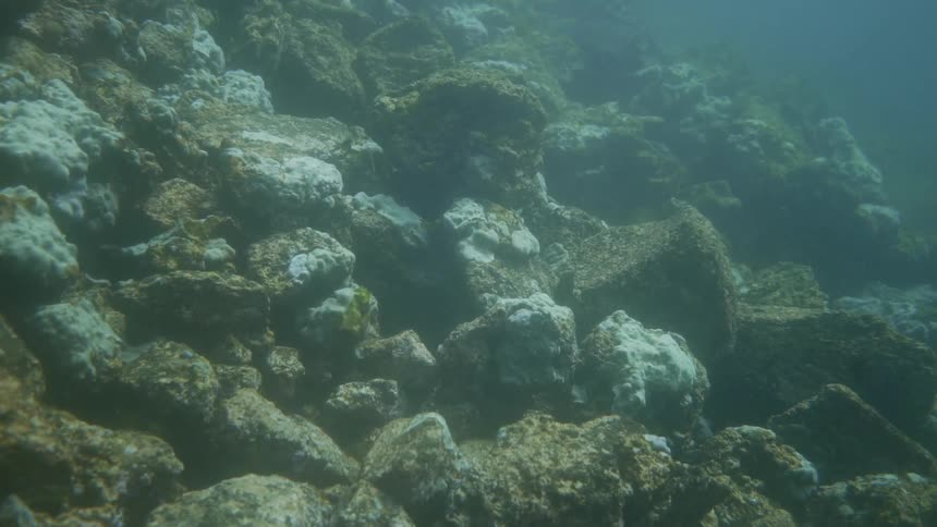 Underwater rocks and seagrass on the seabed during daylight