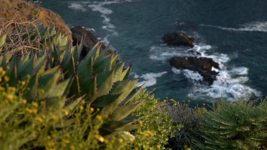 Succulents and plants grow on a hillside on an ocean coast