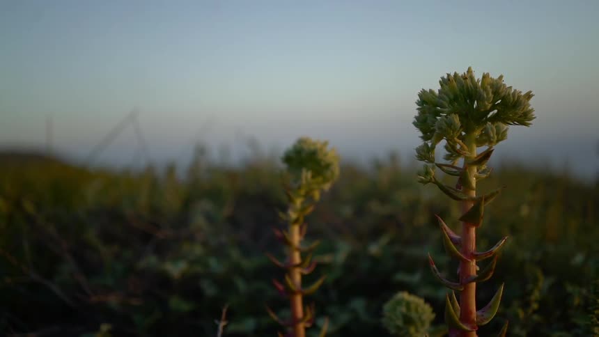 A plant with a reddish steam and green bud in field on a hill