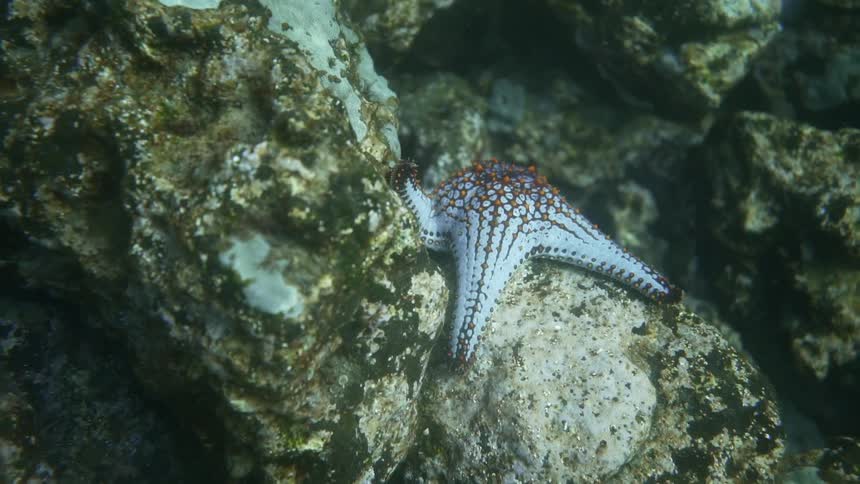 A starfish laying on a rock underwater