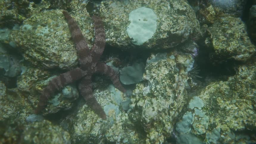 An underwater shot of a starfish