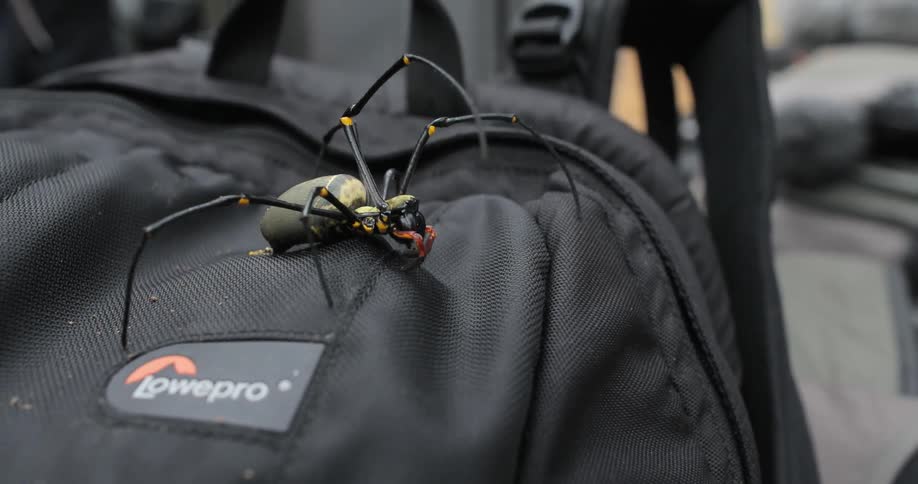 A spider crawling on a backpack