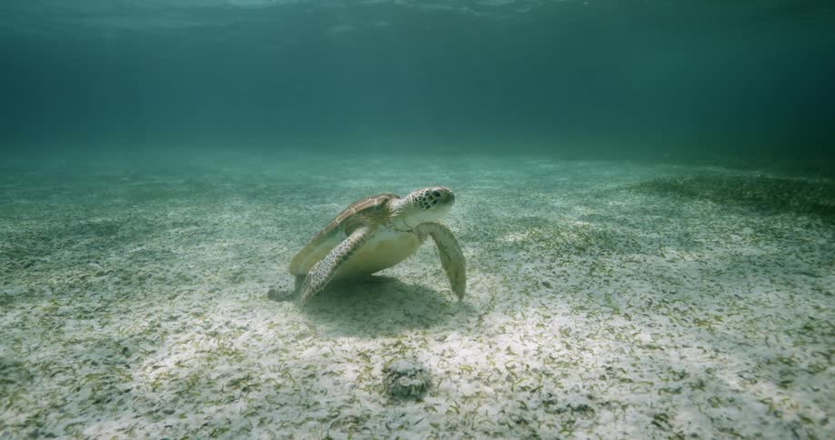 A large turtle underwater