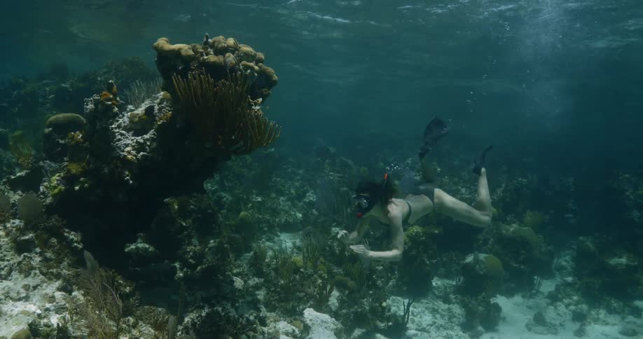 A thin woman in a bikini is wearing flippers and a snorkel while she dives under the water near some vibrant corals at the floor of the ocean