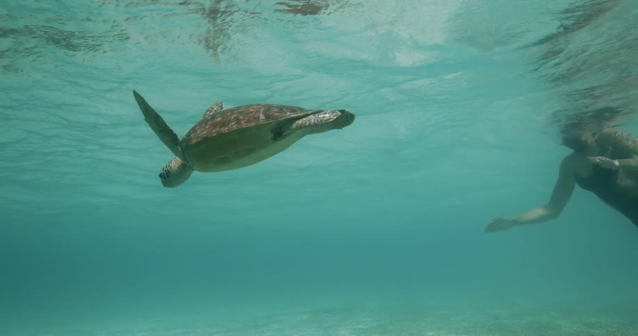Woman swimming next to a sea turtle