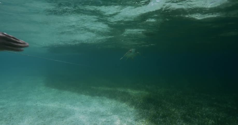 A diver watches a turtle swim in the ocean