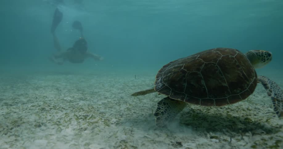 A woman snorkeling underwater near a large turtle