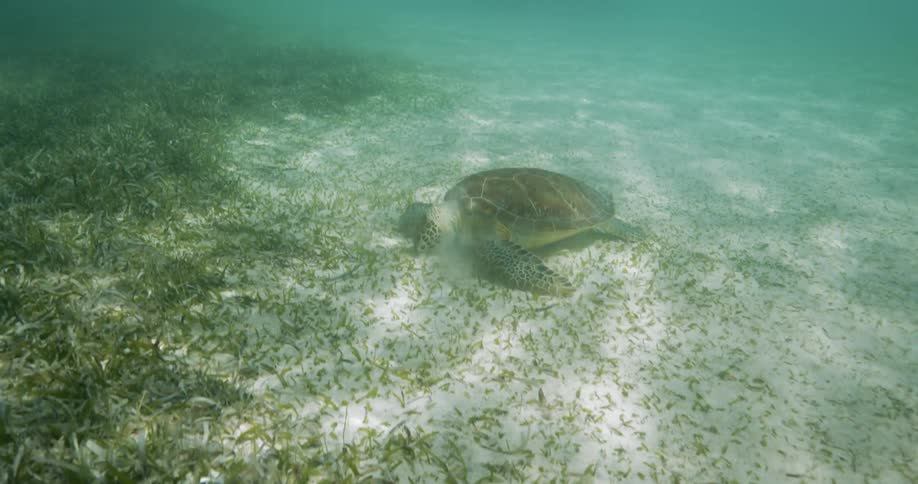 A sea turtle rests on the sandy bottom