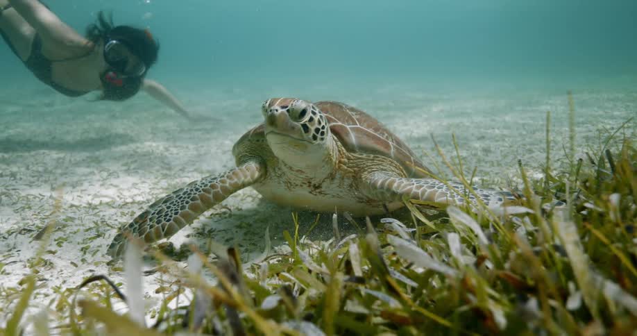 A diver dives towards a sea turtle underwater