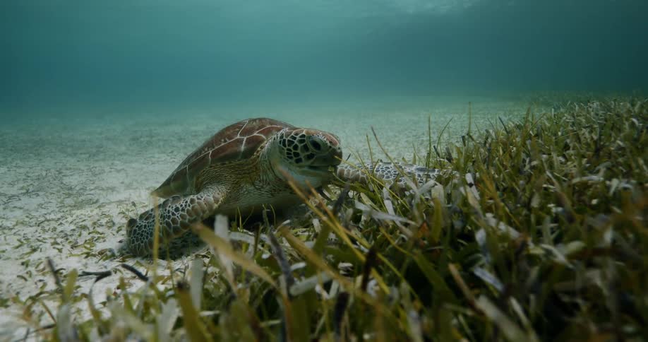 A sea turtle at the bottom of the ocean feeding on vegetation