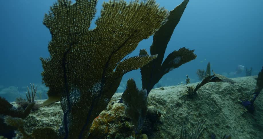 The sea weed waves around underwater