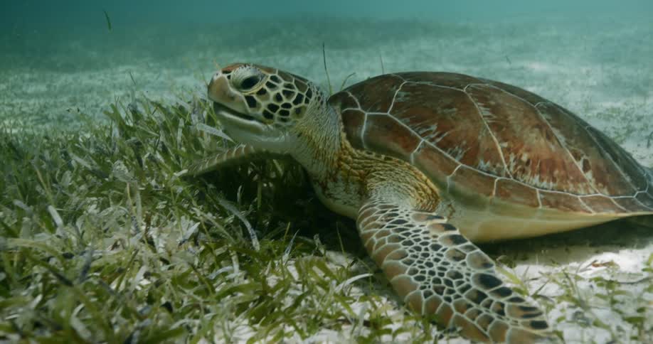 An underwater shot of a turtle